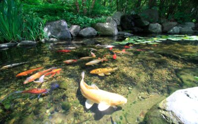 Early Summertime Tips for Backyard Ponds & Water Gardens