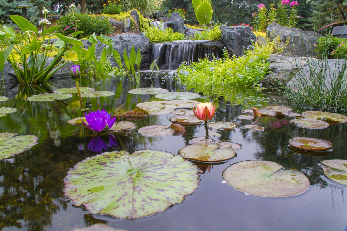 Early Summertime Tips for Backyard Ponds & Water Gardens